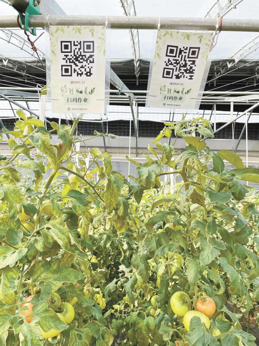 智慧大棚工人通过扫描二维码，便可查询当前的作业情况?！吨泄挛拧繁?魏寒冰 摄