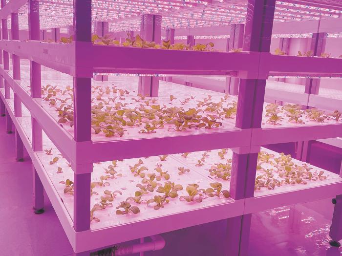 在物美植物工厂里，通过LED灯的照射，蔬菜散发勃勃生机。受访者供图